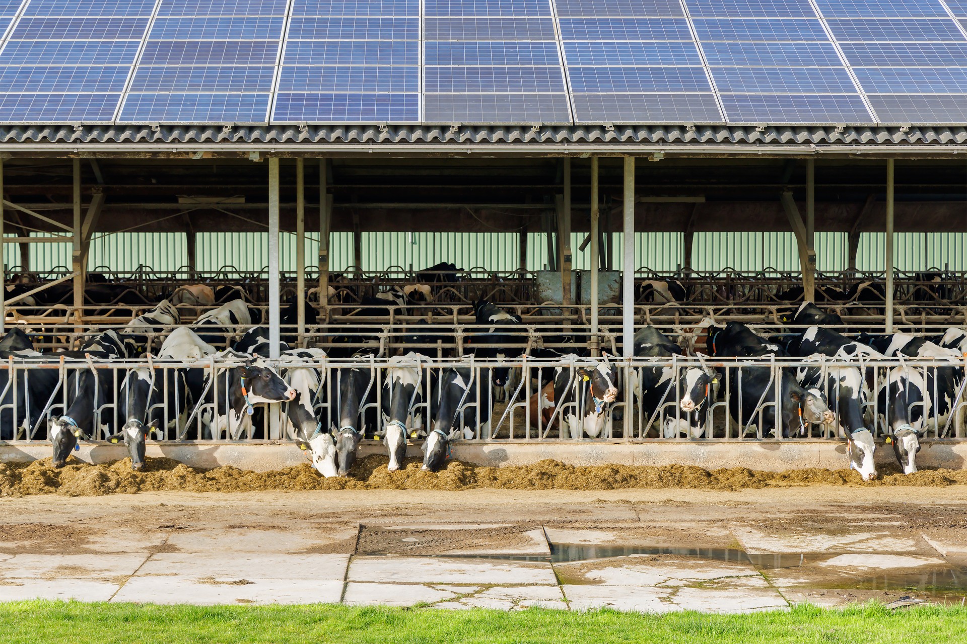 Dutch farm stable with dairy cows